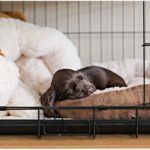 Puppy sleeping in a crate