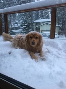 Our doggie in the snow