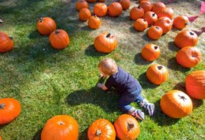 Pumpkin patch at Oktoberfest