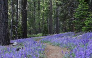 Hiking_Washoe_Meadows_State_Park_388_Lupine_Jared_Manninen